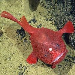Морской черт Chaunacops coloratus
