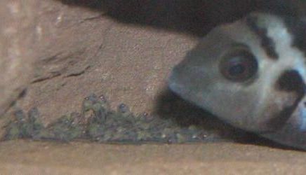 Cichlasoma nigrofasciatum