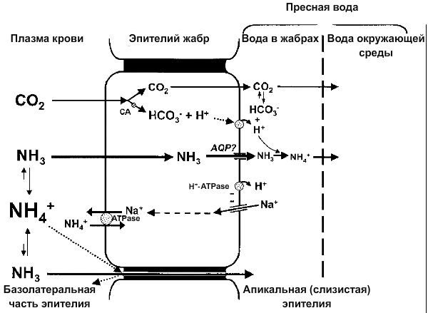 Схема выделения аммиака пресноводными рыбами.