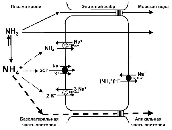 Схема выделения аммиака и аммония морскими рыбами