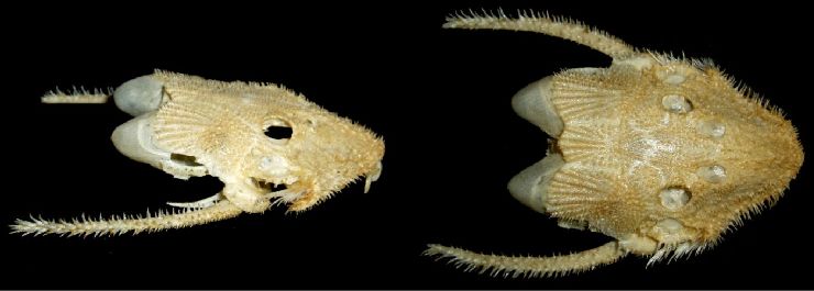 Череп Acanthicus hystrix