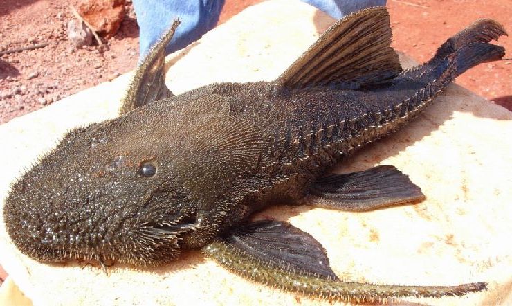 Acanthicus hystrix