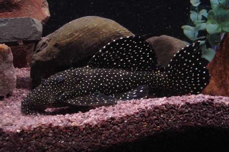 Hypostomus punctatus