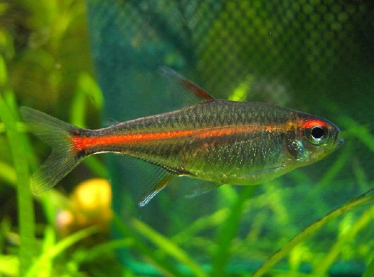 Hemigrammus erythrozonus