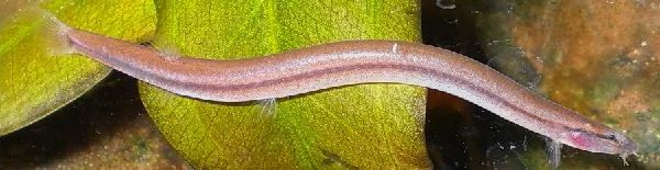 Pangio anguillaris