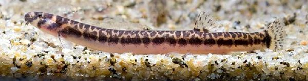 Pangio shelfordii 