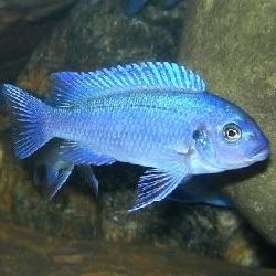 Metriaclima zebra