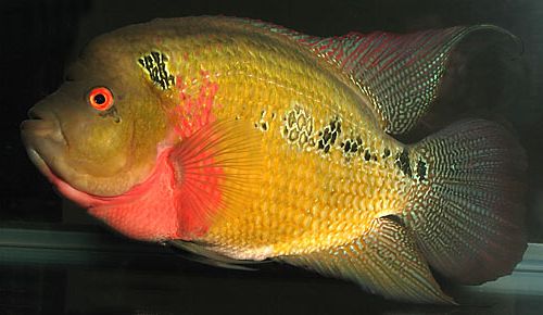 Amphilophus Trimaculatus