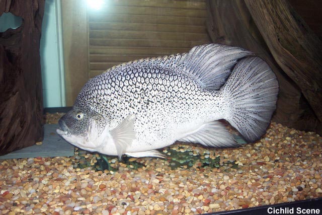 Nandopsis haitiensis самец