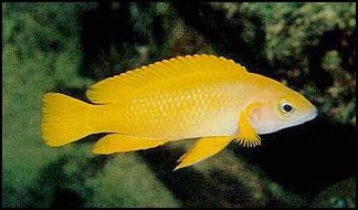 Neolamprologus leleupi 