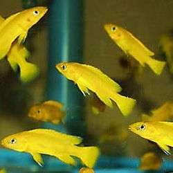Танганьиканская цихлида Neolamprologus leleupi