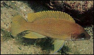 Neolamprologus mustax 