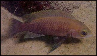 Neolamprologus mustax 