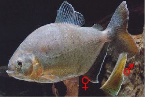 Pygopristis denticulata