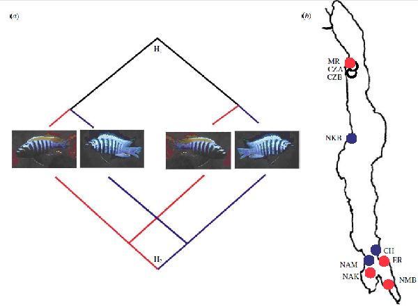 Цветовая вариация Pseudotropheus zebra.