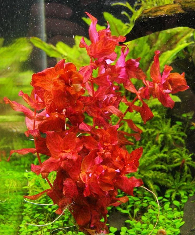 Rotala macrandra «Пестрая»