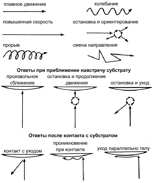 Тип плавательного поведения инвазивной стадии (теронт) паразитической ресничной инфузории I. multifiliis.