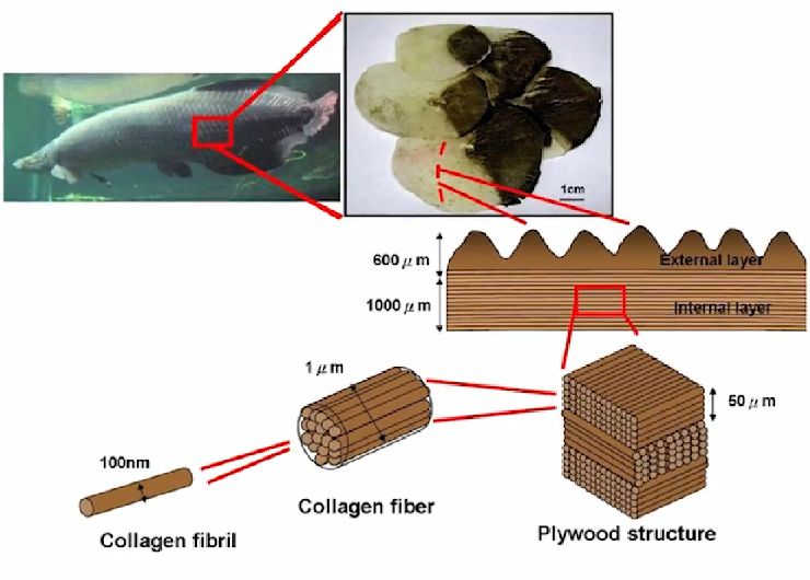 Структура чешуи Arapaima gigas (илл. https://youtu.be/eurx-PN2B5w)