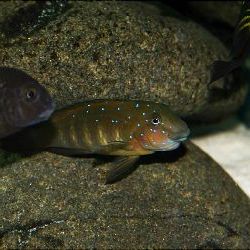 Eretmodus cyanostictus