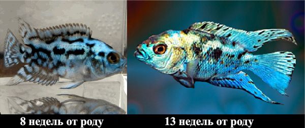 Фото малек Блю демпси