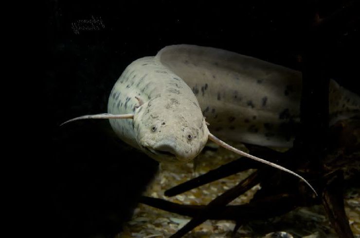 Protopterus annectens