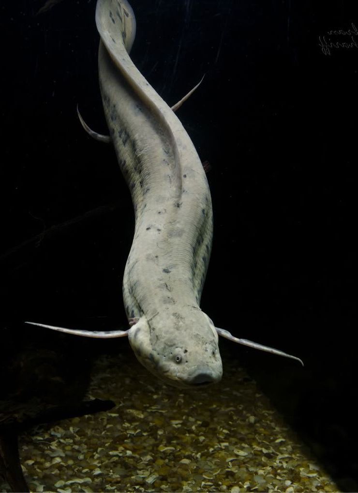 Protopterus annectens