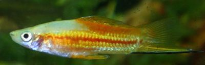Фото Зеленого меченосца (tropicalfish-breeders.com)