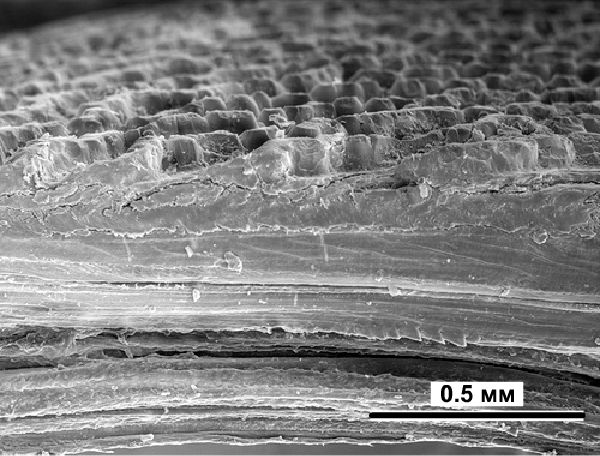 Микрофотография чешуи арапаимы (www.nature.com/ncomms/2013/131015/ncomms3634/full/ncomms3634.html)