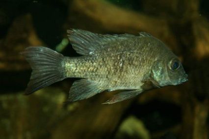 Самка Ptychochromis insolitus, сфотографированная в Берлинском зоопарке