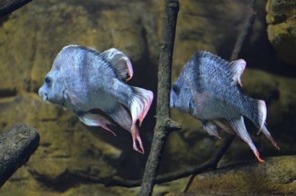 Пара одиноких самца Ptychochromis insolitus в Лондонском зоопарке