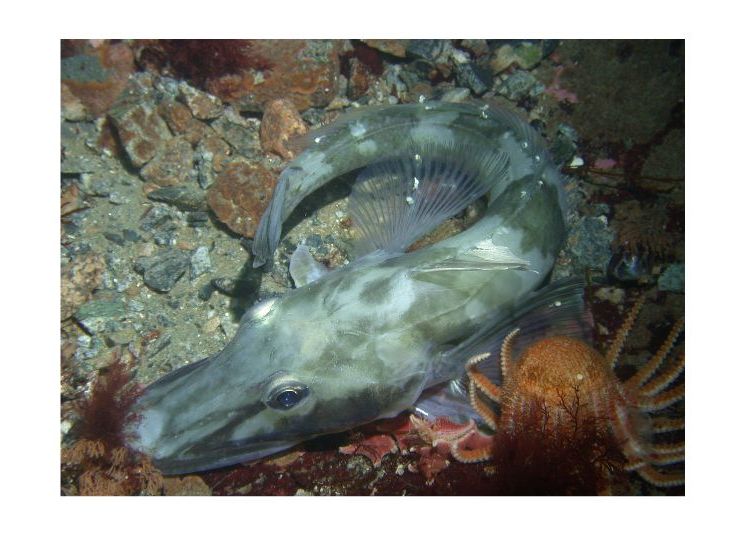 Chaenocephalus aceratus