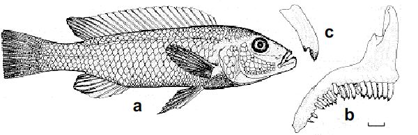 (a) Гениохромис менто (Genyochromis mento) из Обезьяньей бухты. Длина особи 85 мм. (b) Профиль верхней челюсти, масштаб 1 мм. (c) Передний верхний зуб. Зуб имеет каемку на верхушке, которая работает как «открывашка» для чешуи. Zoological Society of Southern Africa.