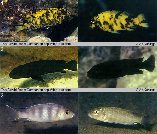 1. ОВ Самка Pseudotropheus estherae с рифа Minos в Мозамбике (слева) и Genyochromis mento (справа); 2. Pseudotropheus ater с острова Chinyamwezi (слева) и Genyochromis mento (справа); 3. Самка Pseudotropheus elegans из залива Nkhata bay (слева) и Genyochromis mento (справа) из района Chadagha на севере залива Nkahata bay. Фото Эда Конингса
