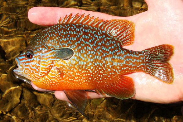 Самец Lepomis megalotis (илл. Lance Merry; flickr.com)