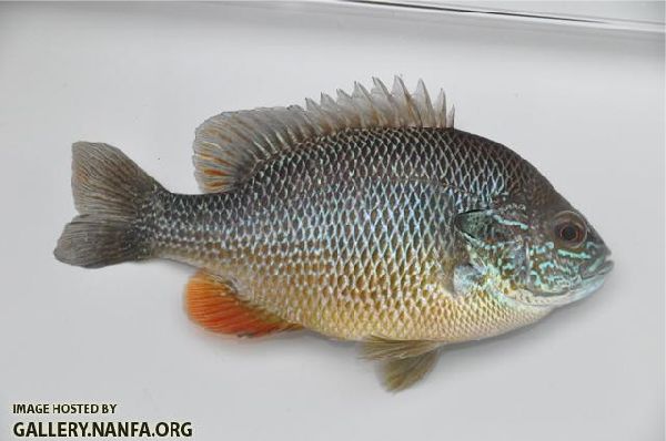 На фото самка Lepomis megalotis из реки Миссисипи