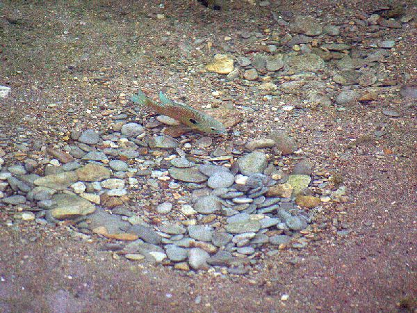 Самец около гнезда (dfwurbanwildlife.com)
